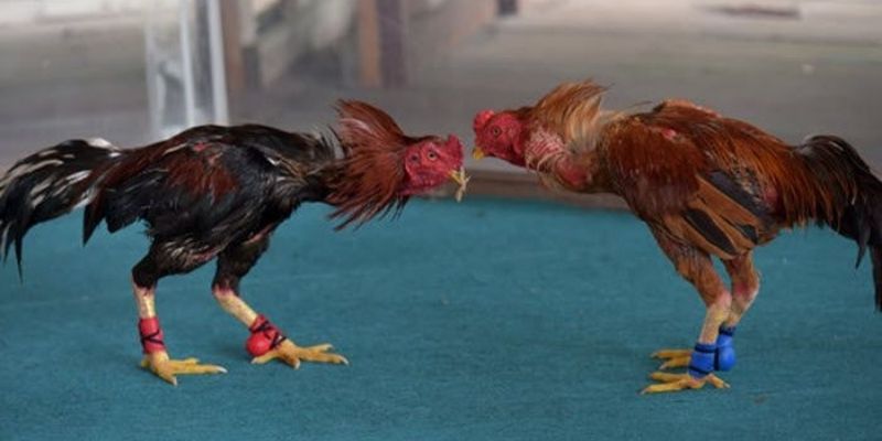 Đá Gà Cựa Sắt