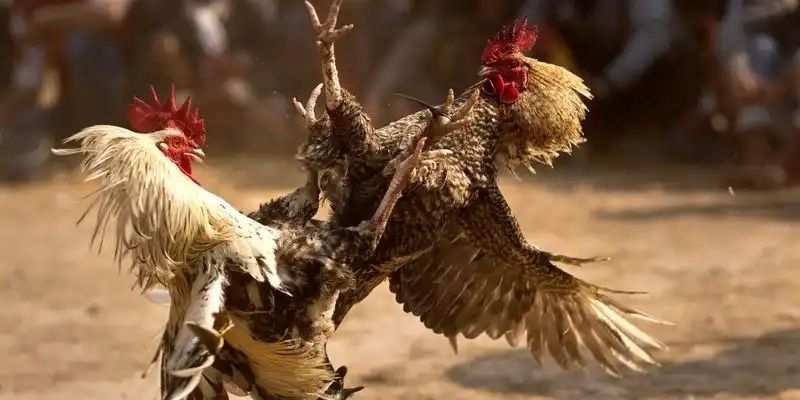 Điều lệ khi lựa chọn gà thi đấu