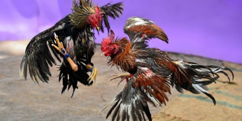 Giới thiệu hình thức đá thần kê cựa tròn