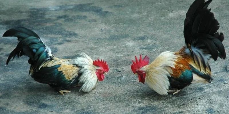 Khám phá chi tiết về luật chơi của chọi gà cựa tròn 