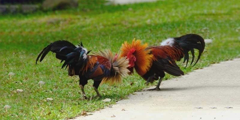Kinh nghiệm tham gia săn thưởng chọi gà cựa tròn
