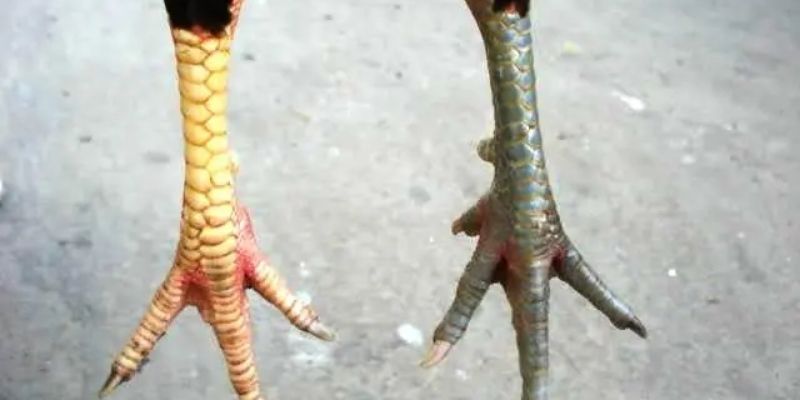 Vảy đại giáp biểu tượng của chiến kê dũng mãnh 