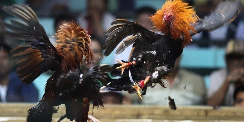 Vảy Gà Chọi Độc